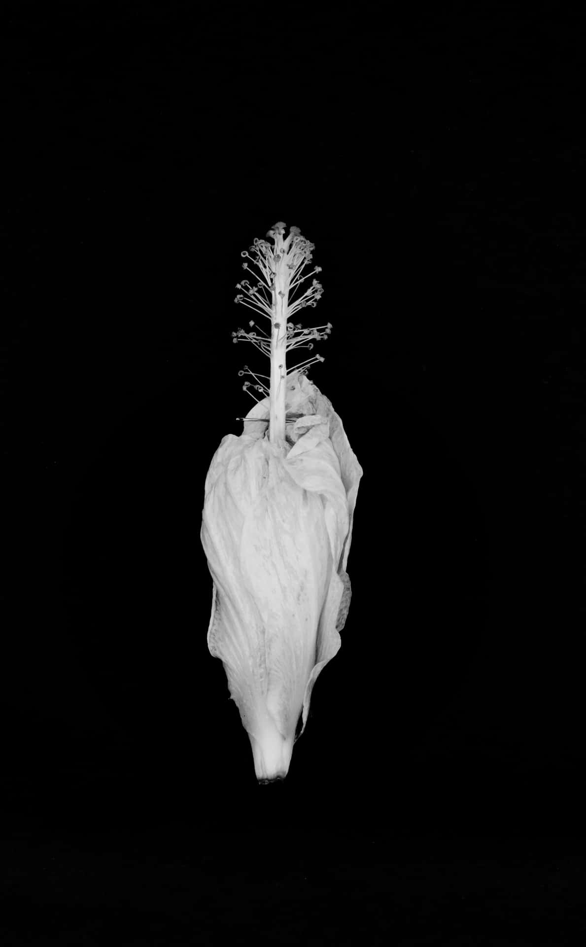 Etsort-hvidt Billede Af En Blomst.