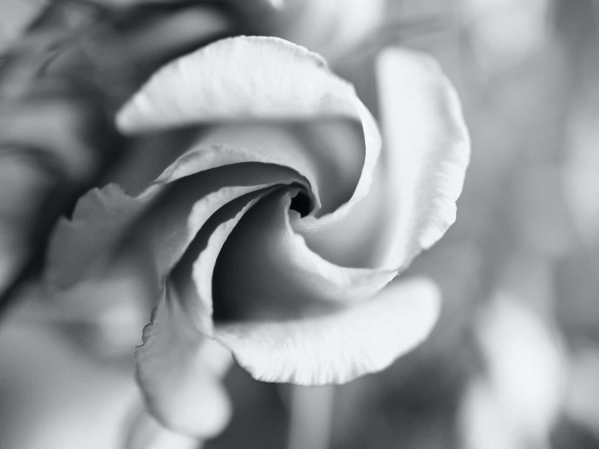A monochrome view of a beautiful flower