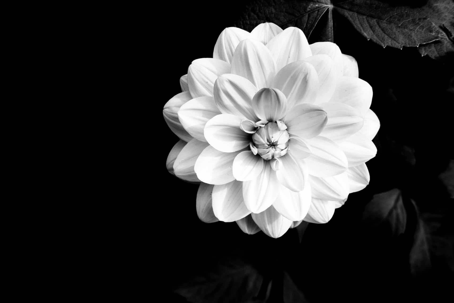 Enkompleks Sort-hvid Blomst.