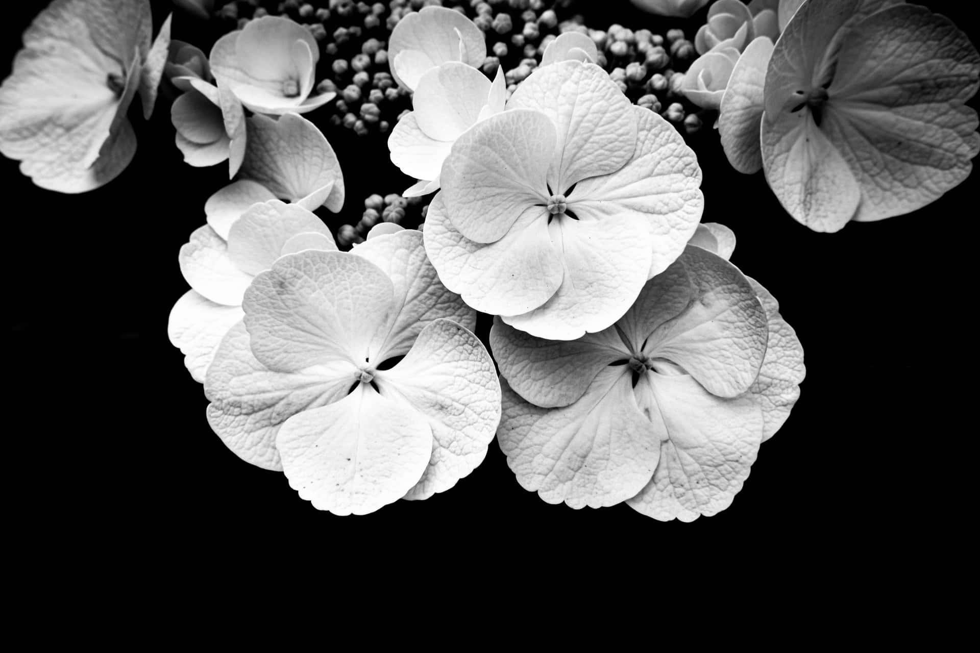 Beautiful Contrast of Black&White - A Unique Flower