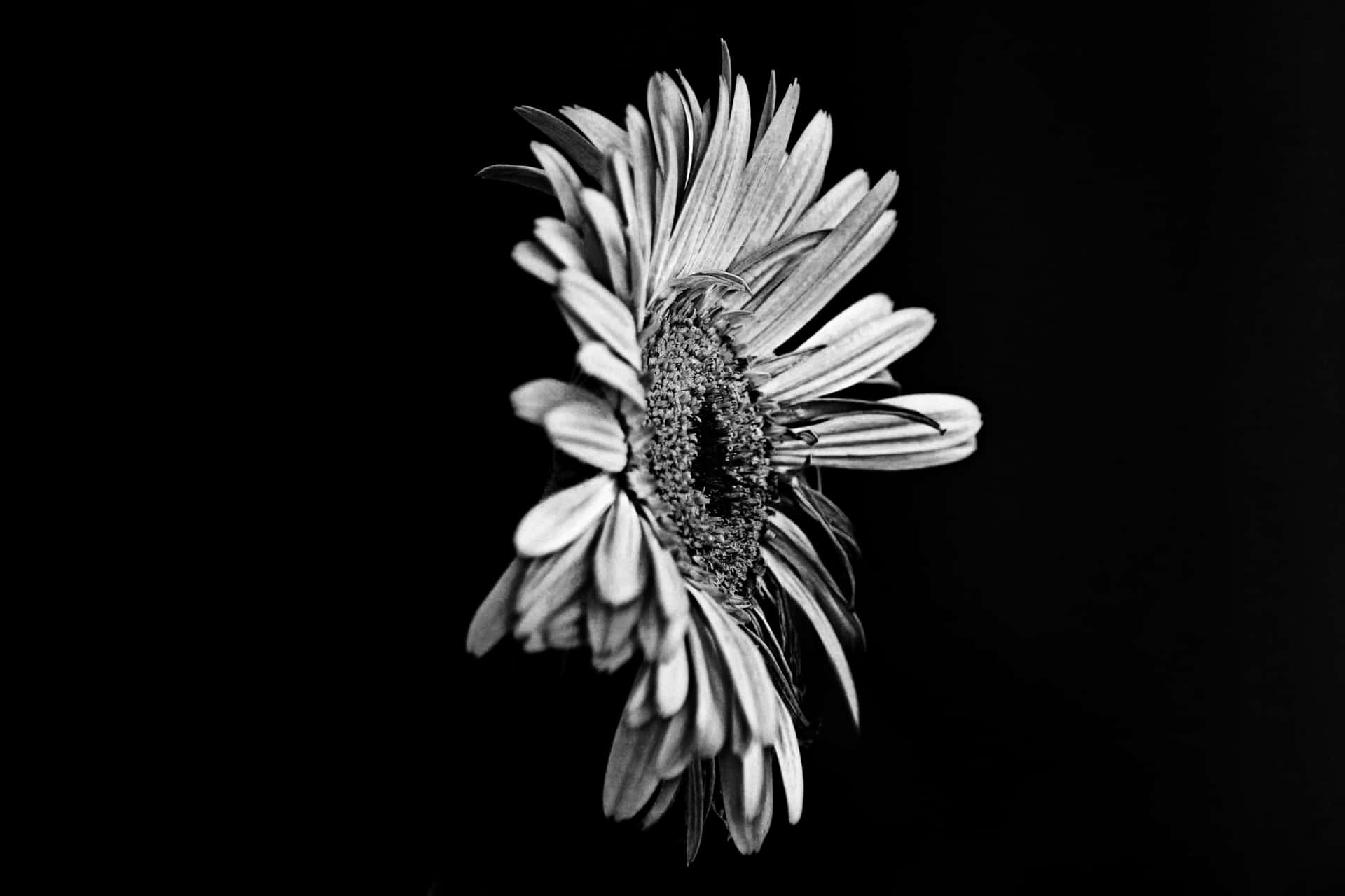 Beautiful black and white flower against a dark background