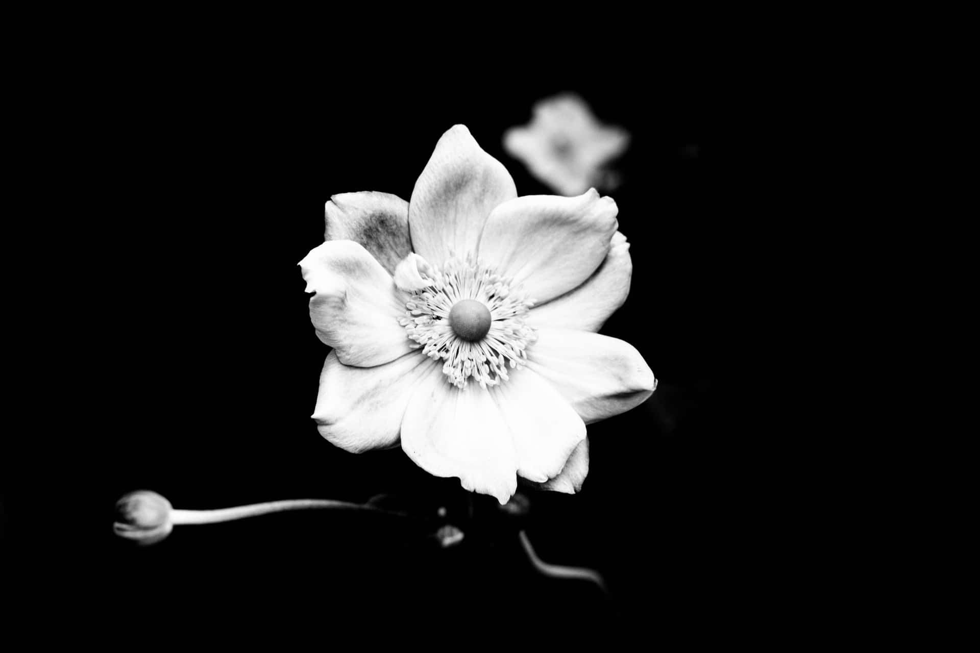 A black and white flower poses delicately against a blank background.