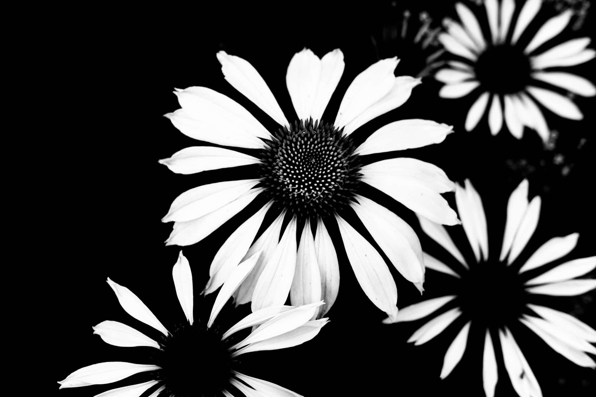 Enfortryllende Sort-hvid Blomst