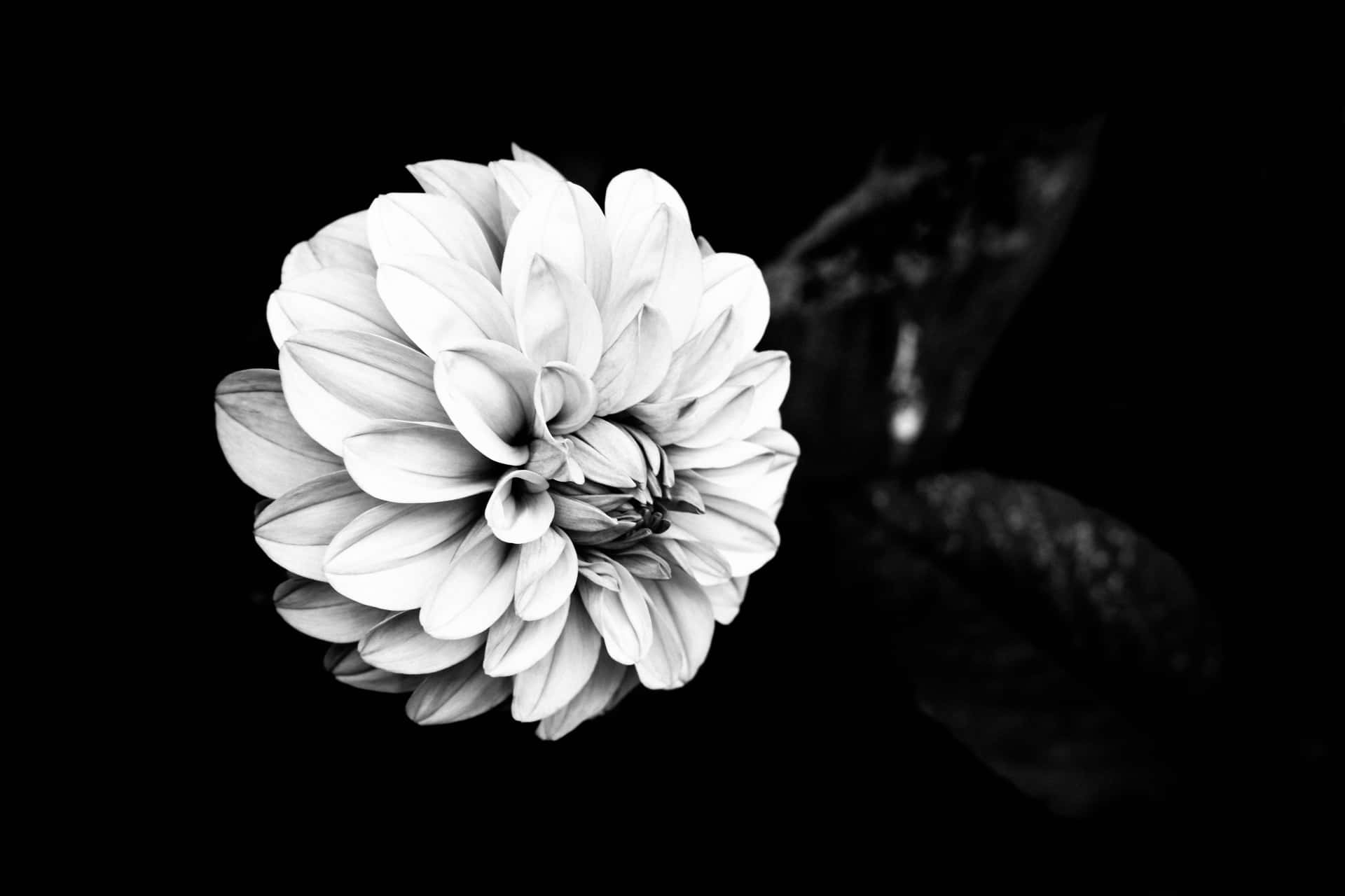 A stunning black and white flower
