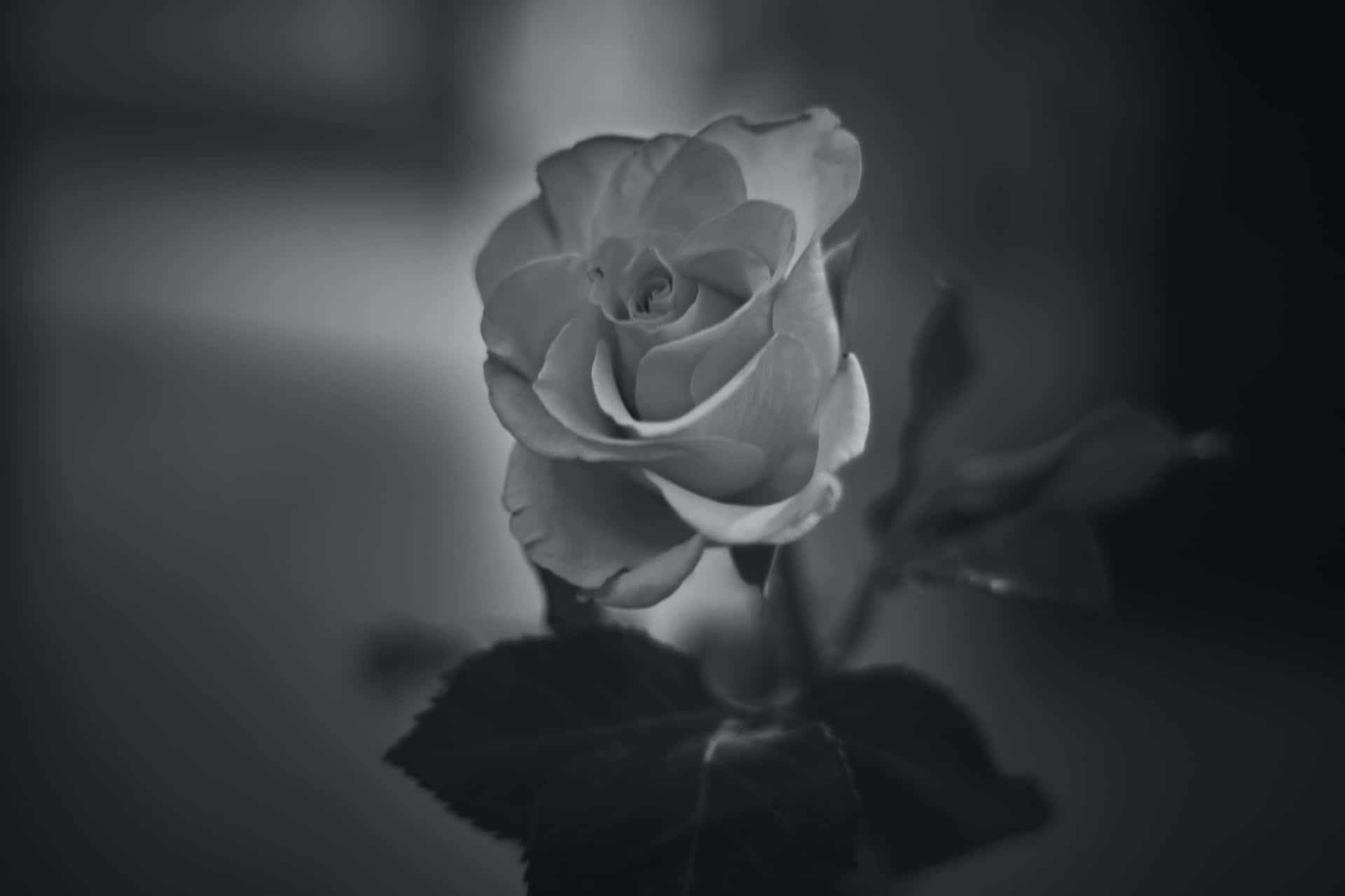 Einezarte Schwarz-weiße Blume Vor Einem Seidigen Hintergrund.