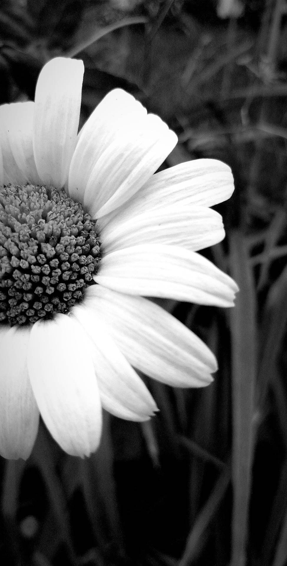 Black And White Flower And Grass Wallpaper