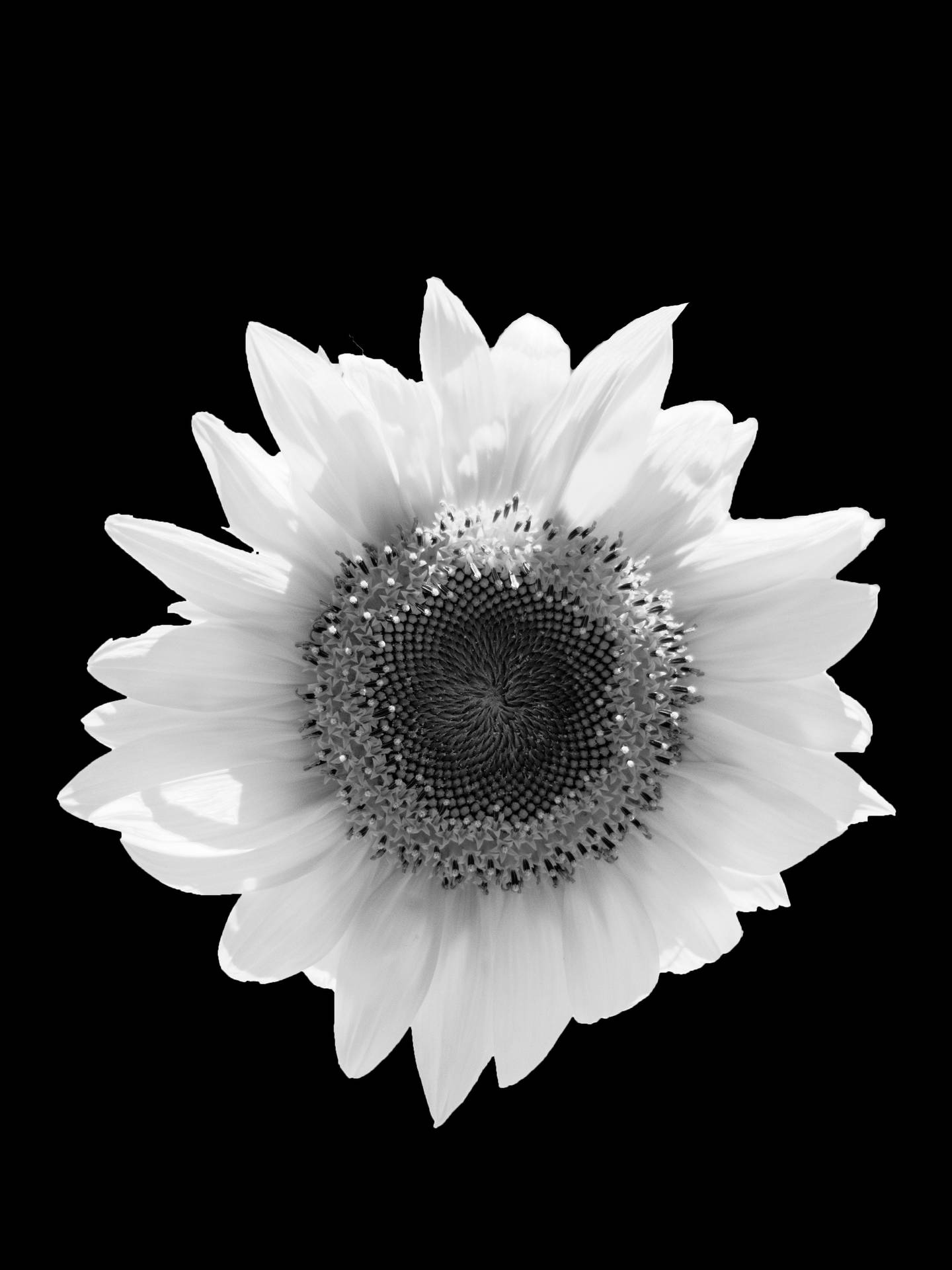 Fiore In Bianco E Nero Android Sfondo