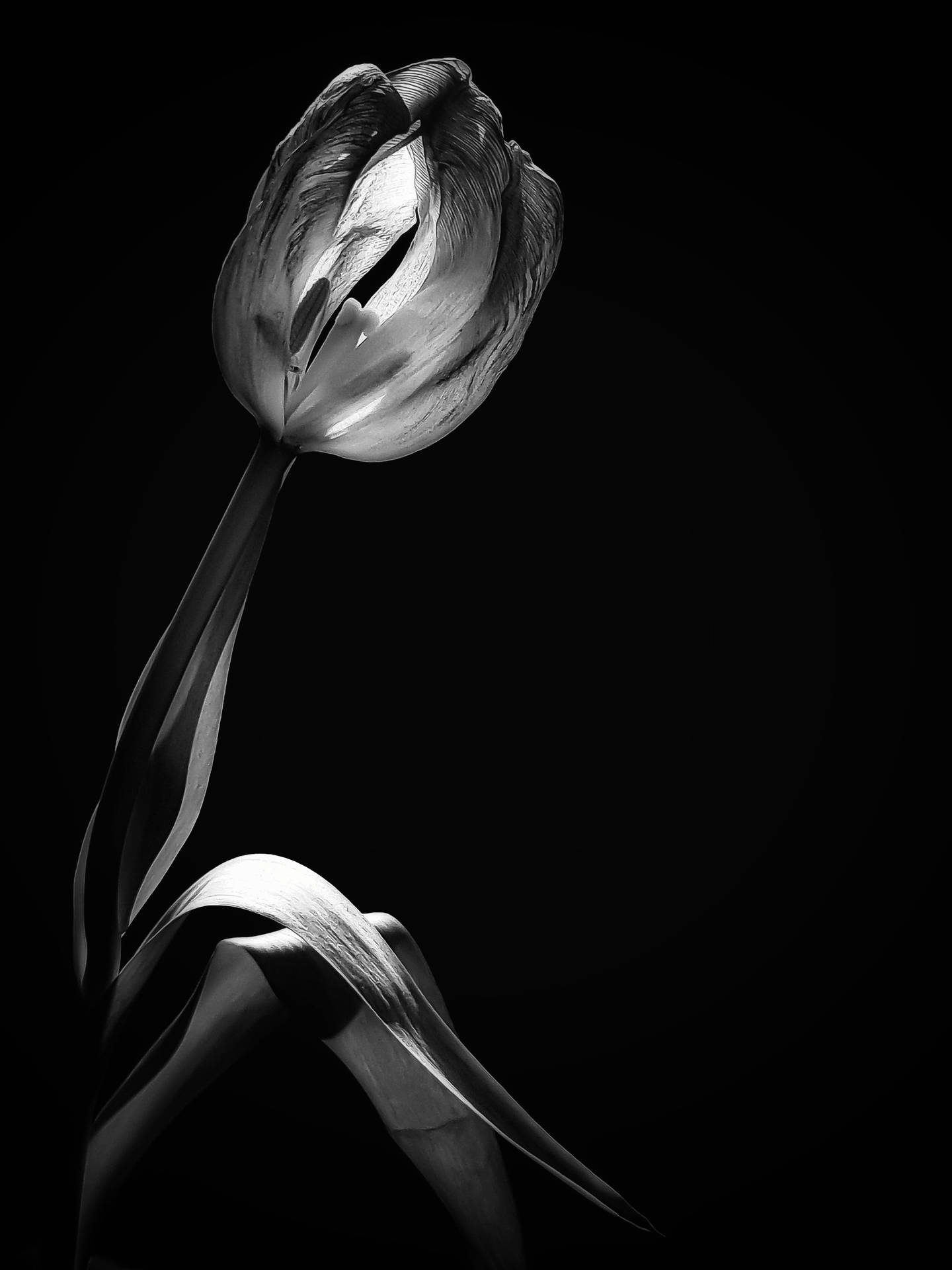 Black And White Flower Closed Wallpaper