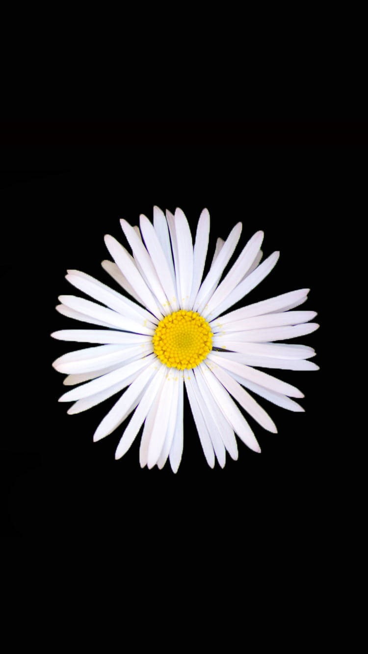 Black And White Flower Daisy Wallpaper