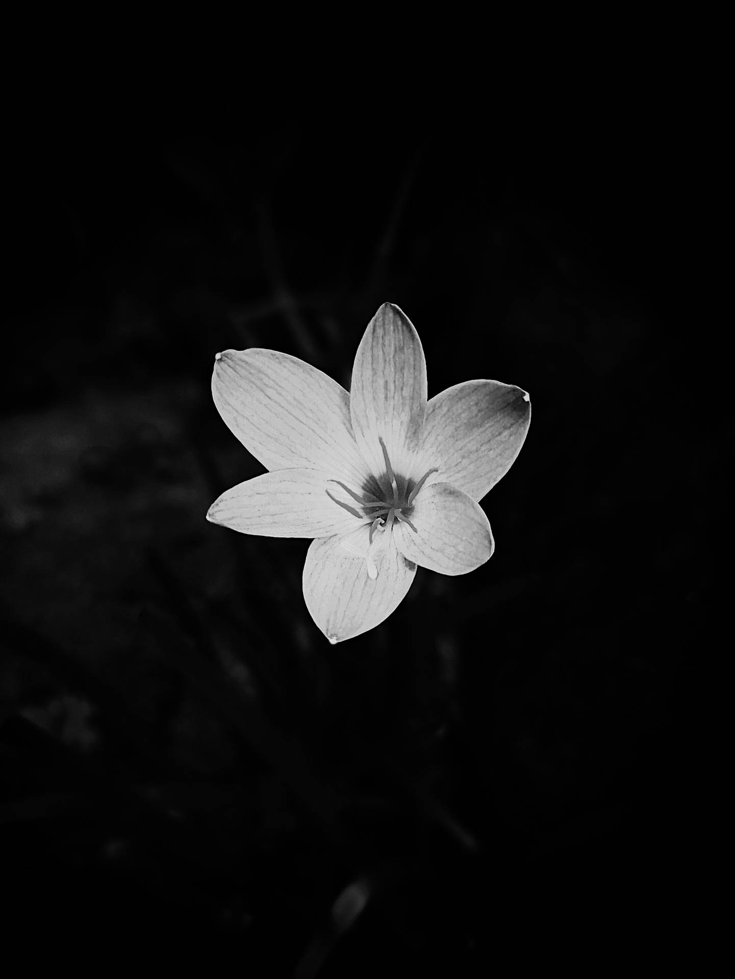 Labelleza De Una Sola Flor En Blanco Y Negro. Fondo de pantalla