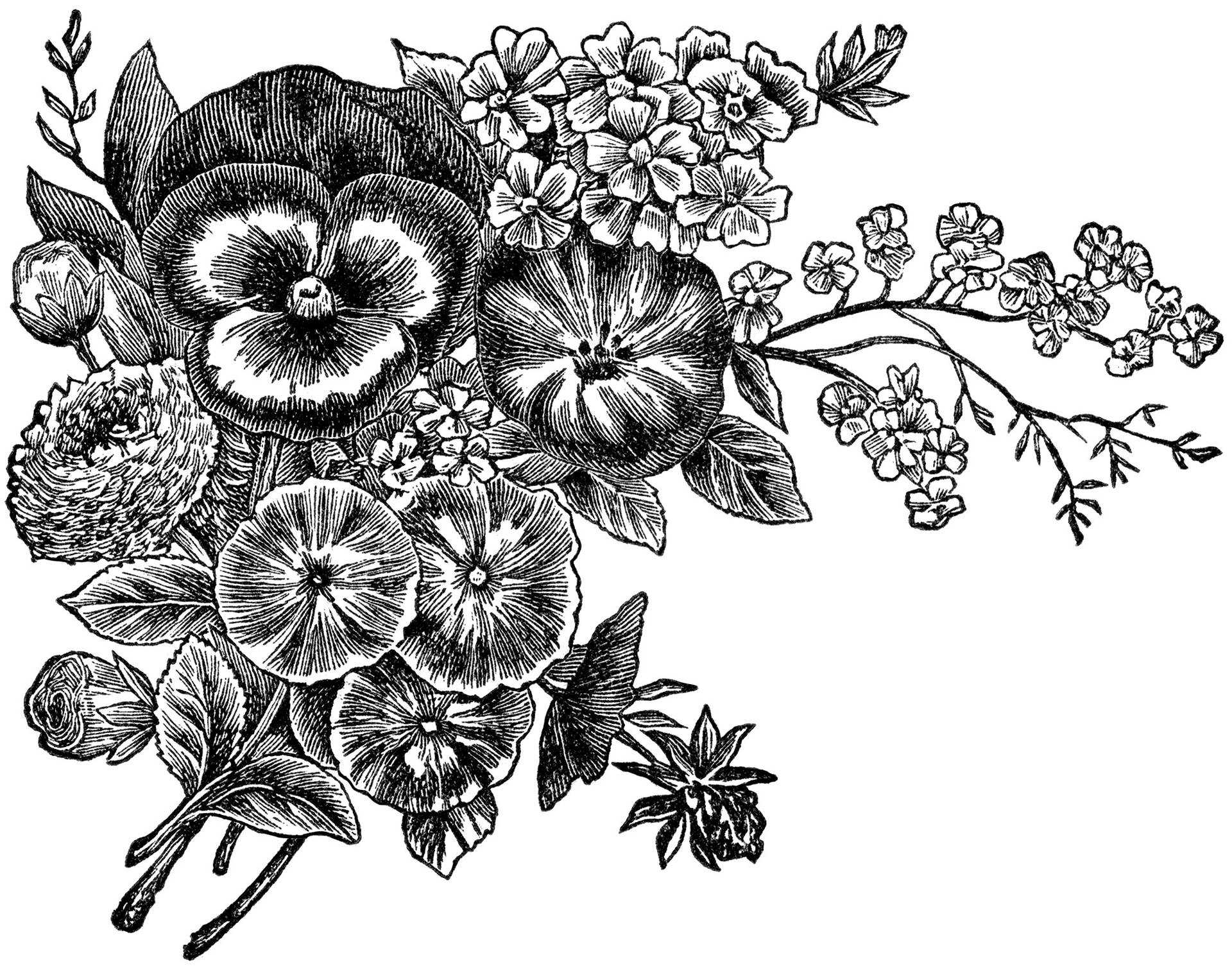 Ilustraciónde Flores En Blanco Y Negro Fondo de pantalla
