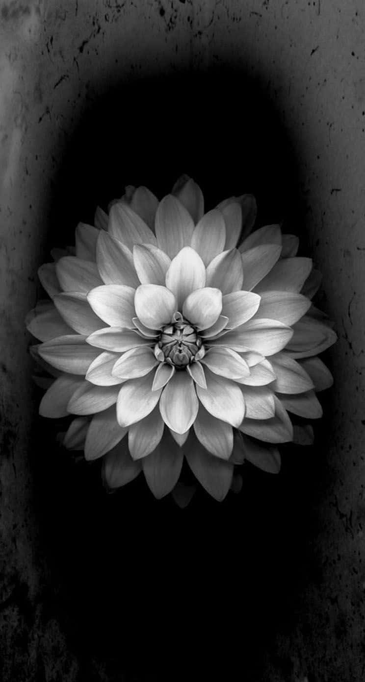 "Make a bold statement with this stylish black and white floral iPhone wall paper!" Wallpaper