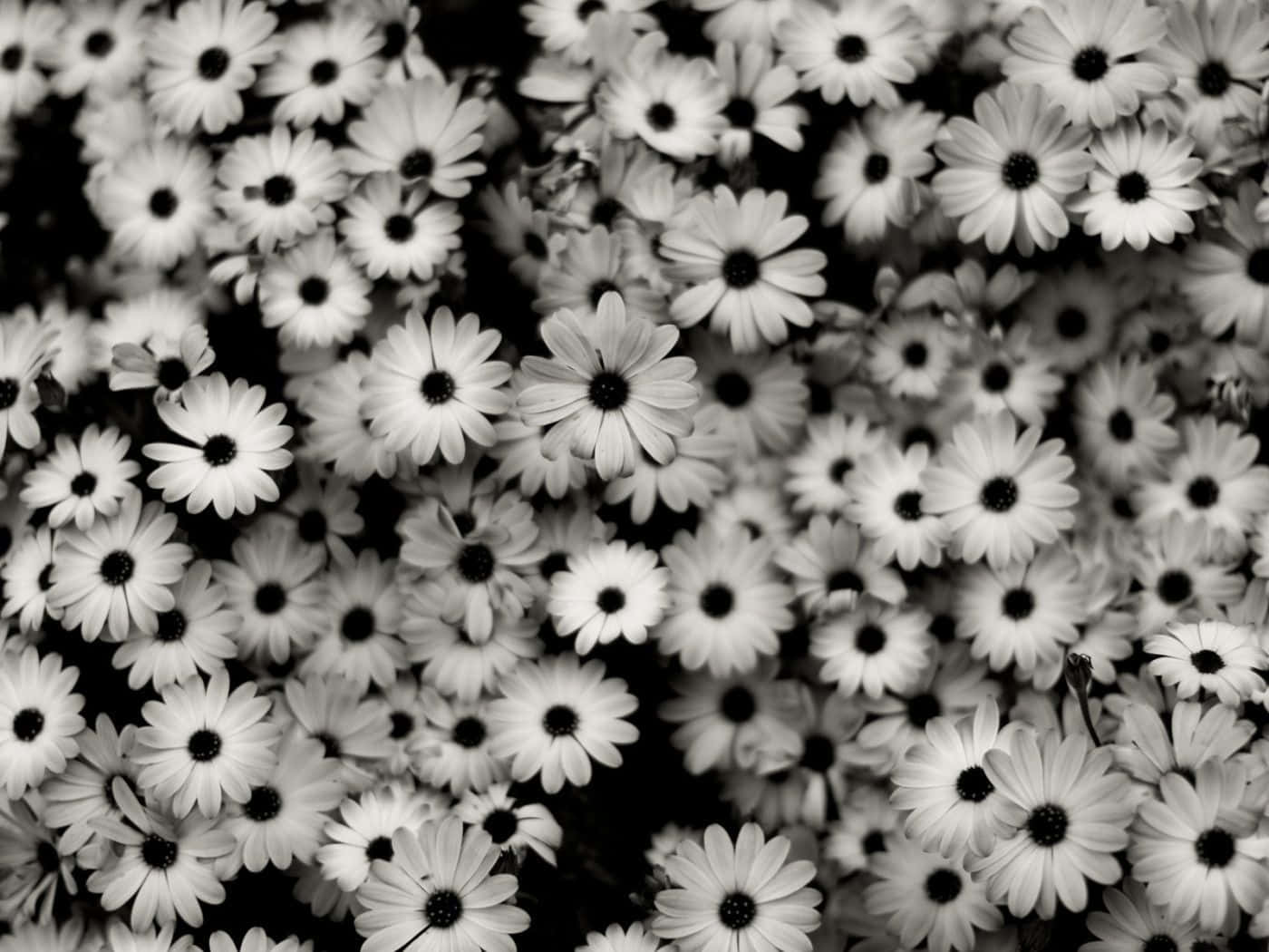 Smuksort-hvid Blomst Iphone Tapet. Wallpaper