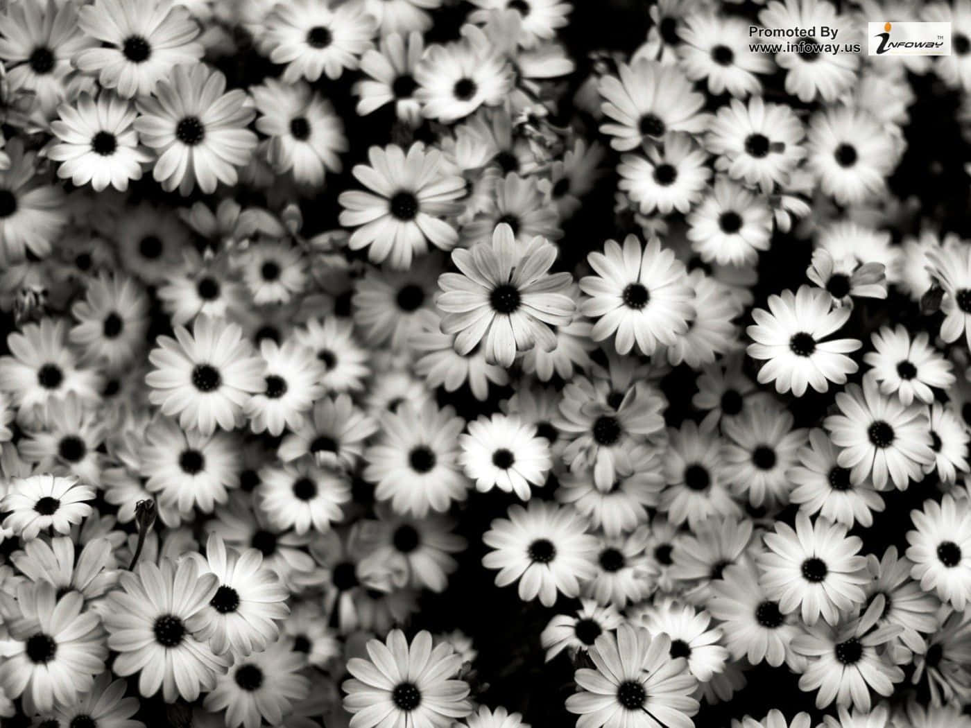Black And White Photo Of Flowers In A Field Wallpaper