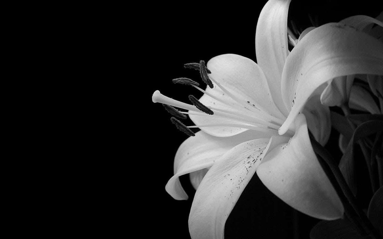 A beautiful single black and white flower against a white backdrop Wallpaper