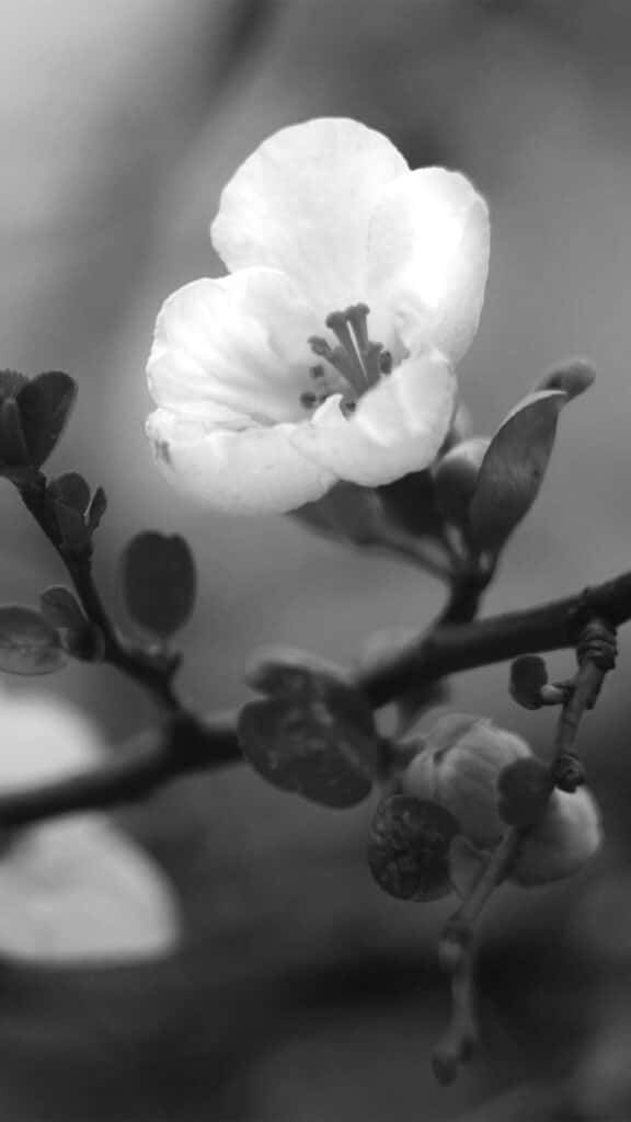 Et sort og hvidt foto af en blomst. Wallpaper