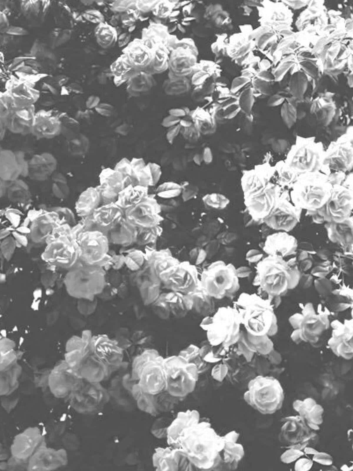 Skønheden af sort og hvide blomster set gennem en iPhone Wallpaper