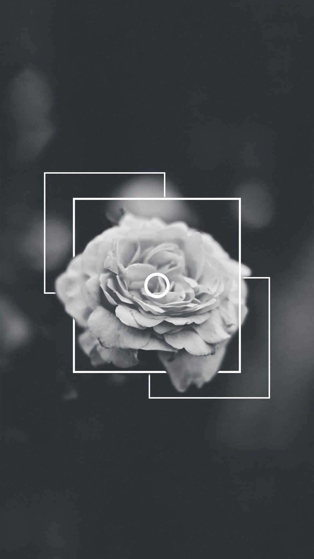 En delikat sort og hvid blomst til din iPhone Wallpaper