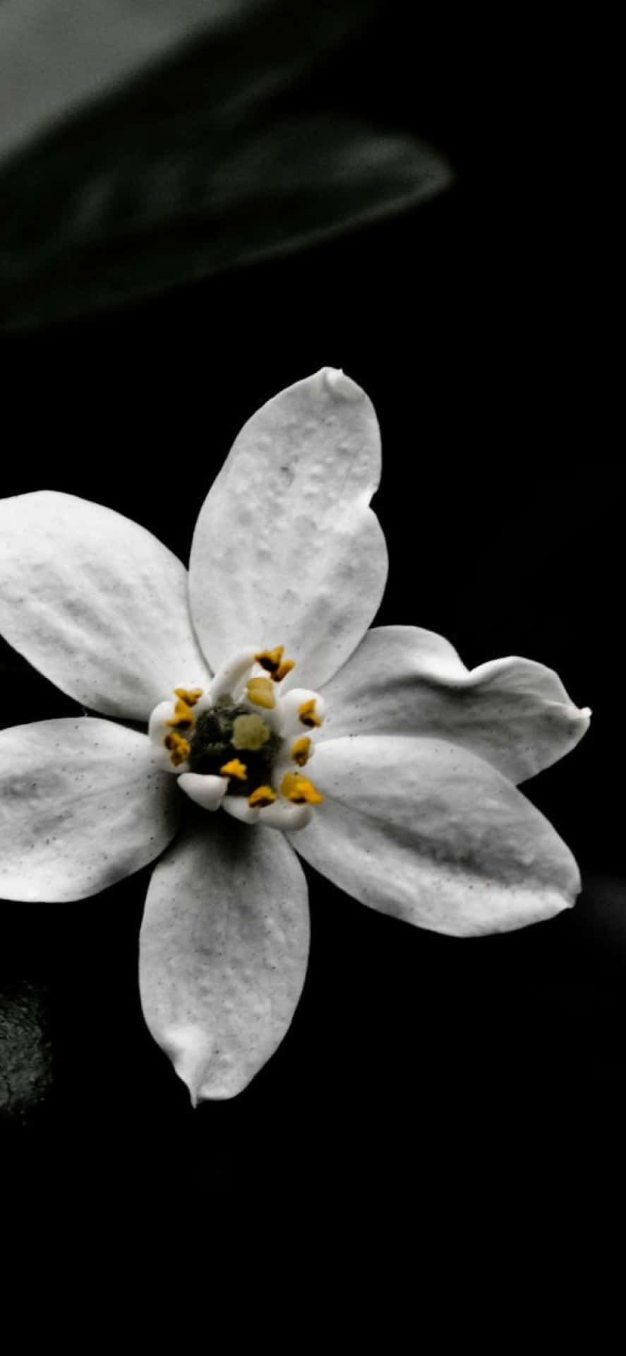 Background: Skønhed i sort og hvid - En Blomst på Iphone Baggrund Wallpaper