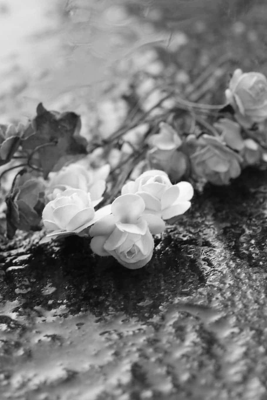Sort og hvid foto af blomster i regnen Wallpaper