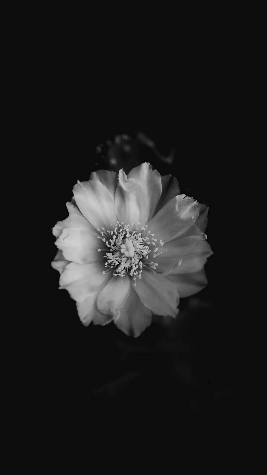 Unadelicada Flor En Blanco Y Negro Fondo de pantalla