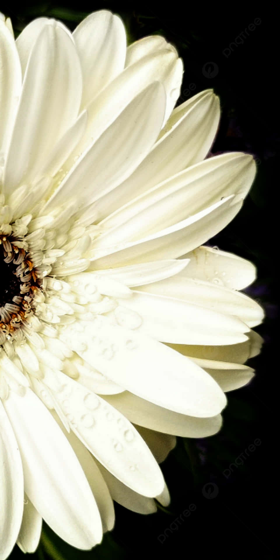 Sort og hvid Blomst til iPhone Wallpaper