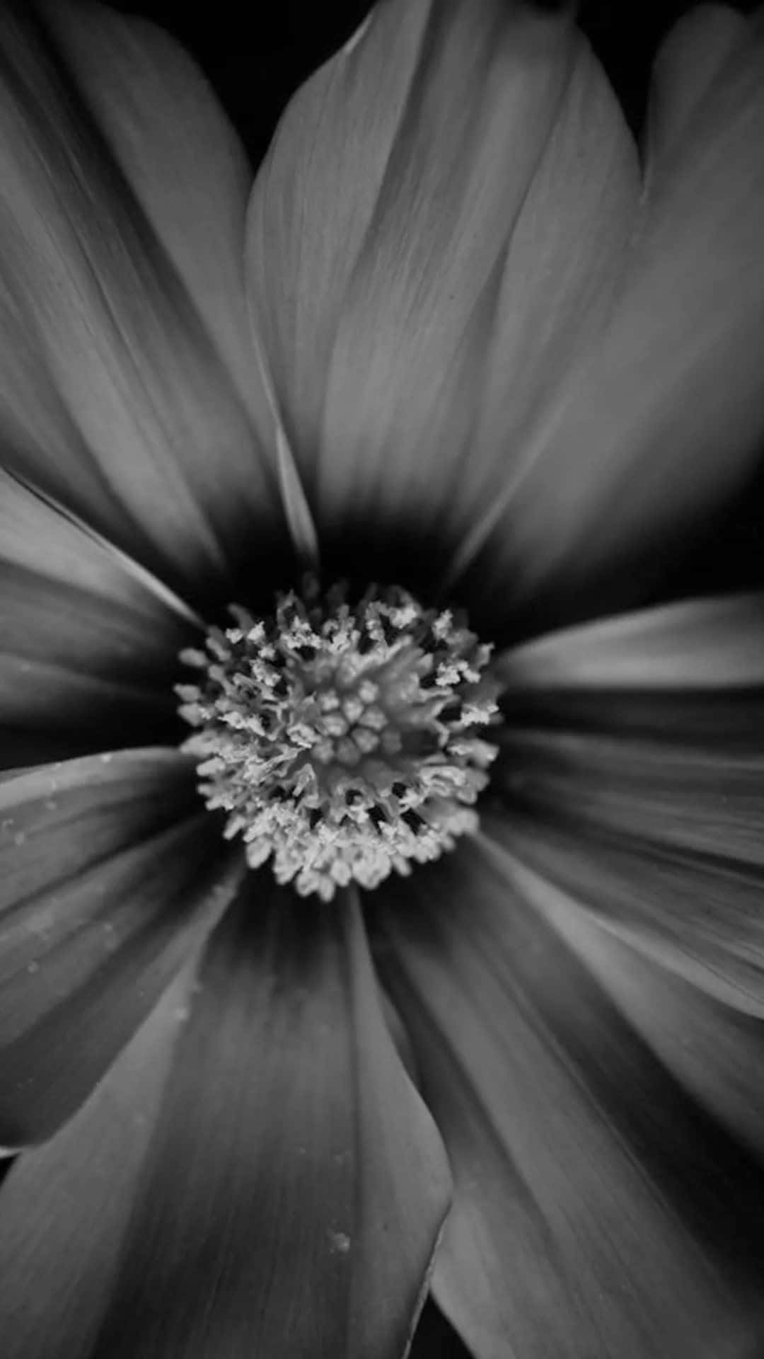 A Black And White Photo Of A Flower Wallpaper