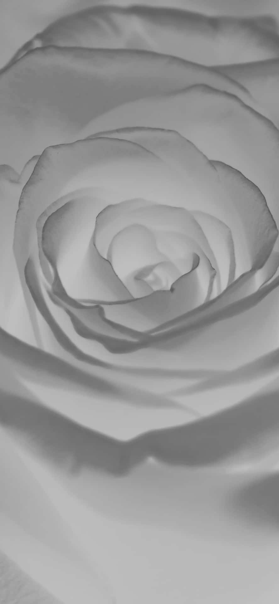 Florde Rosa En Blanco Y Negro Para Iphone. Fondo de pantalla