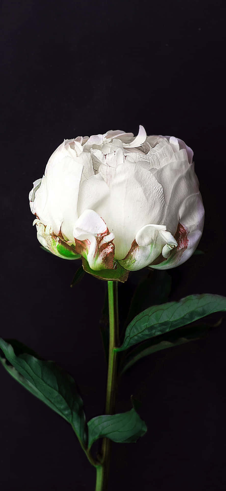 Fondonegro Y Rosa Blanca De Una Flor Para Iphone. Fondo de pantalla