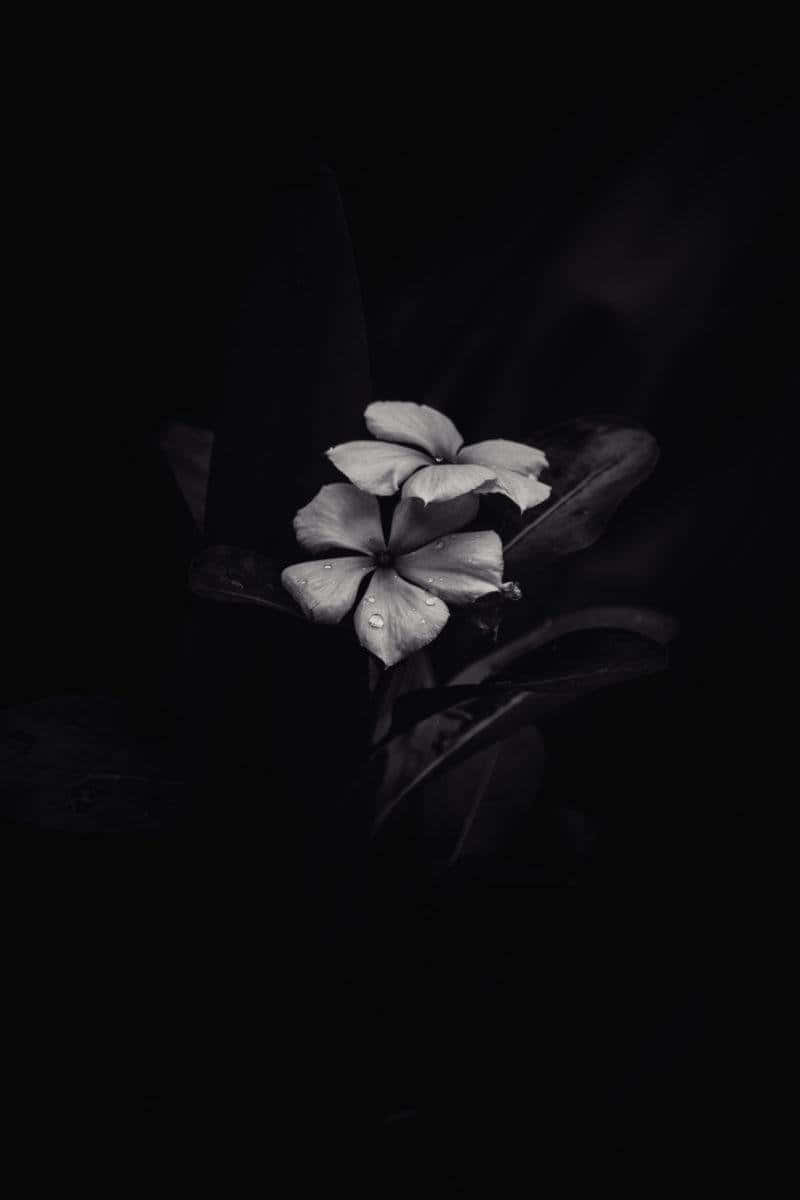 Minimalist Black And White Flower Iphone Wallpaper