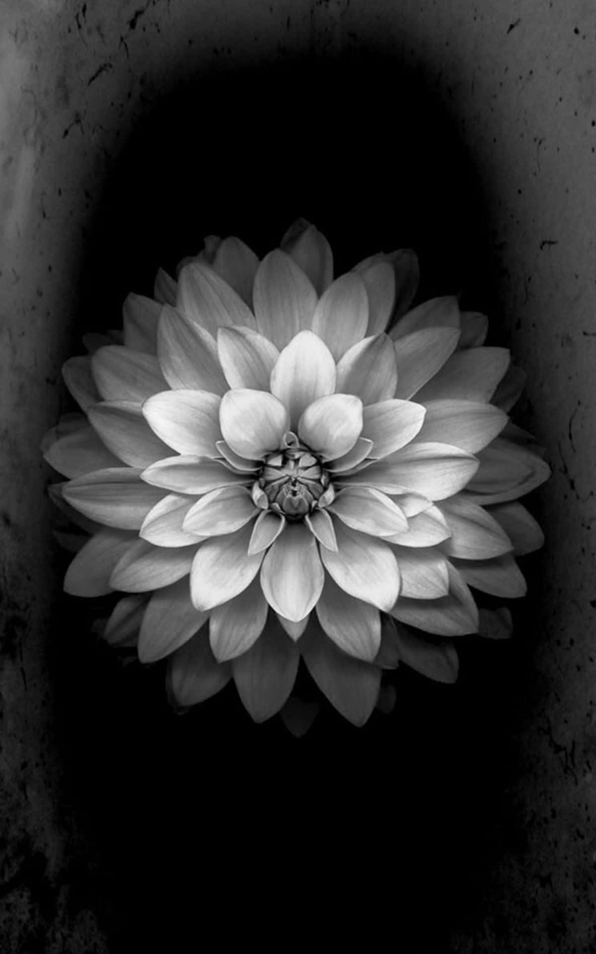Aufwendigesschwarz-weißes Blumen-handyhintergrundbild Wallpaper