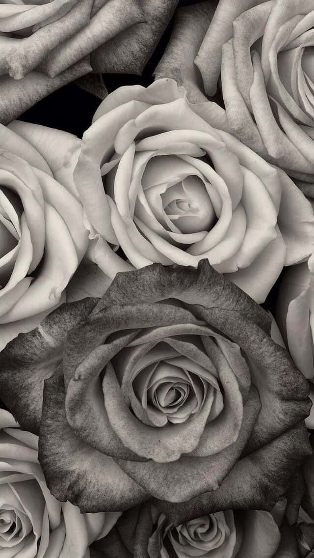 Rose Black And White Flower Iphone Wallpaper