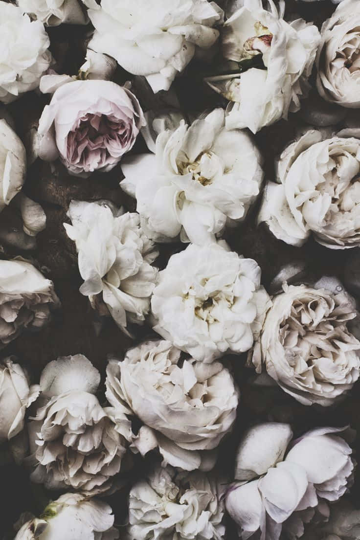 Majestätischesschwarz-weißes Flower Iphone-hintergrundbild Wallpaper