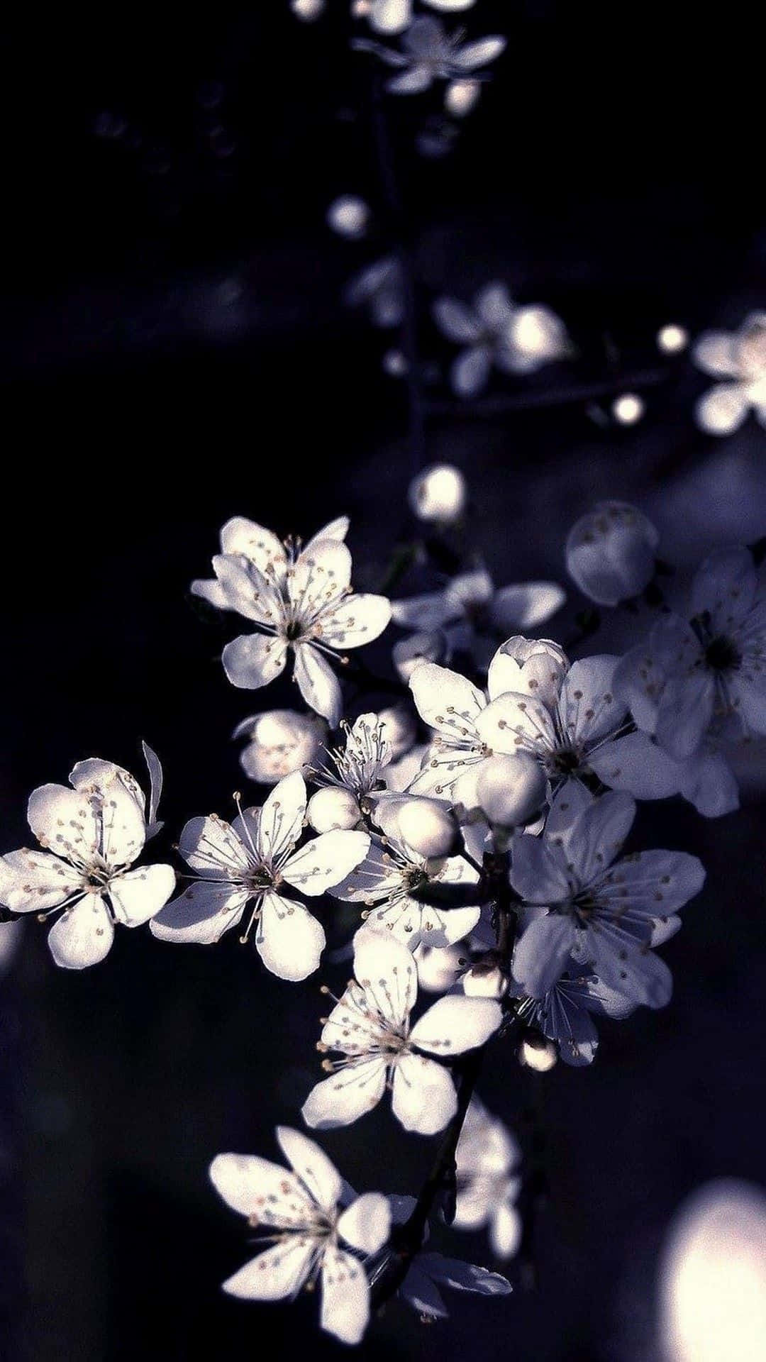 Fotoravvicinata Di Un Bellissimo Fiore In Bianco E Nero. Sfondo