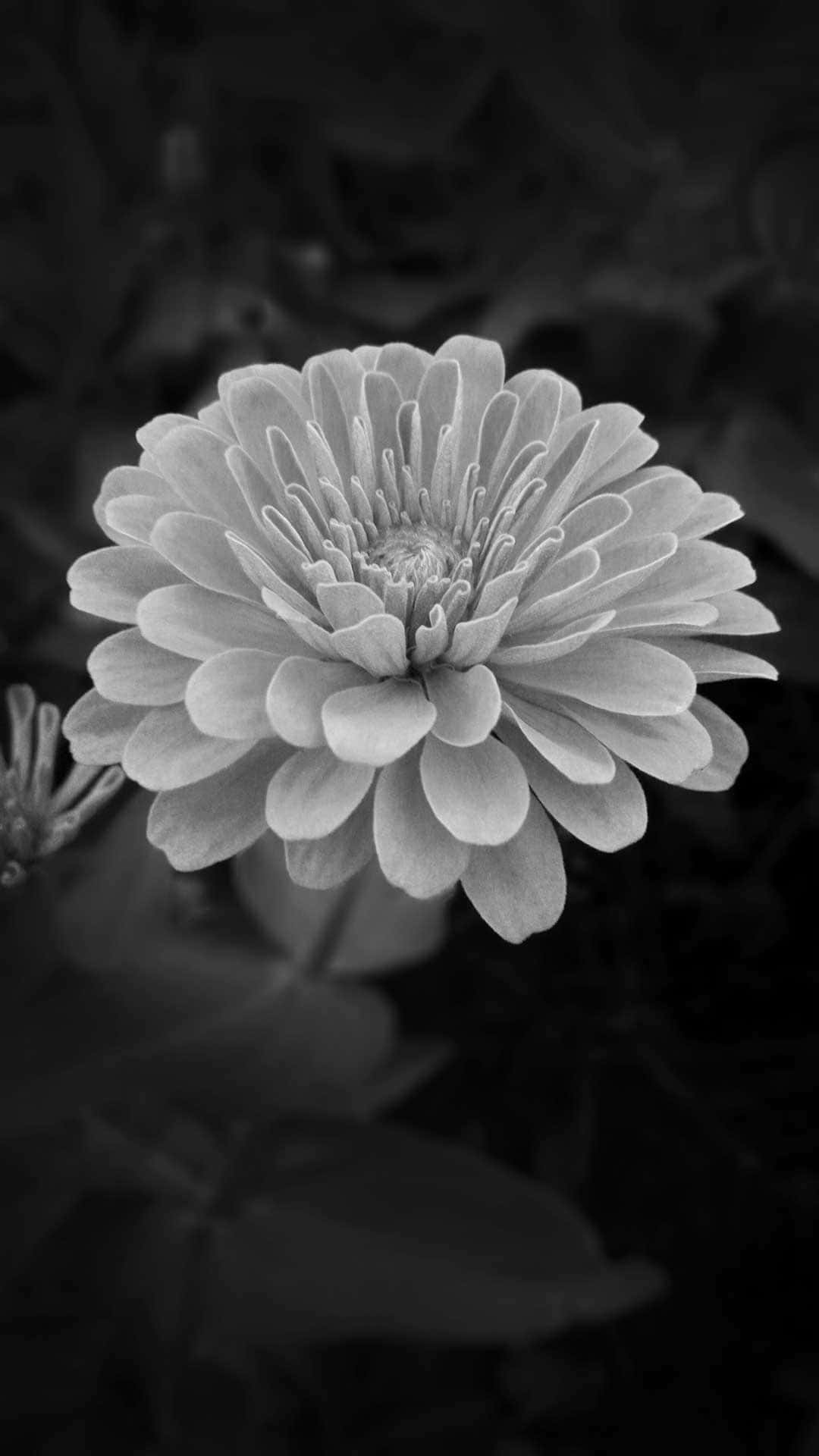Black And White Solo Dahlia Flower Iphone Wallpaper