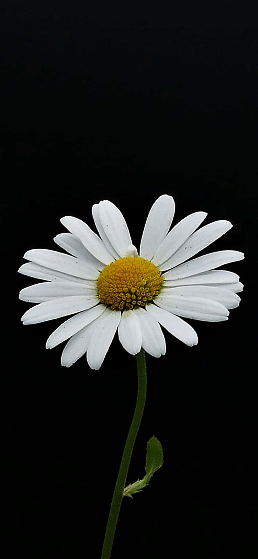 Black Canvas And White Daisy Flower Iphone Wallpaper