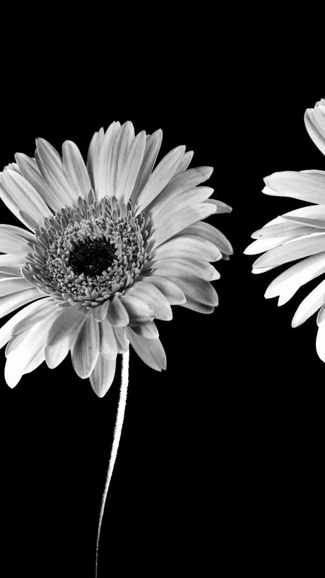 A finely detailed black and white flower on an iPhone Wallpaper