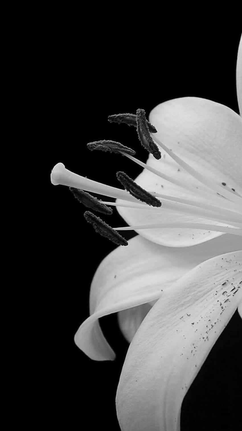 Et enkelt, men elegant sort og hvidt blomstermønster med en subtil iPhone i baggrunden. Wallpaper