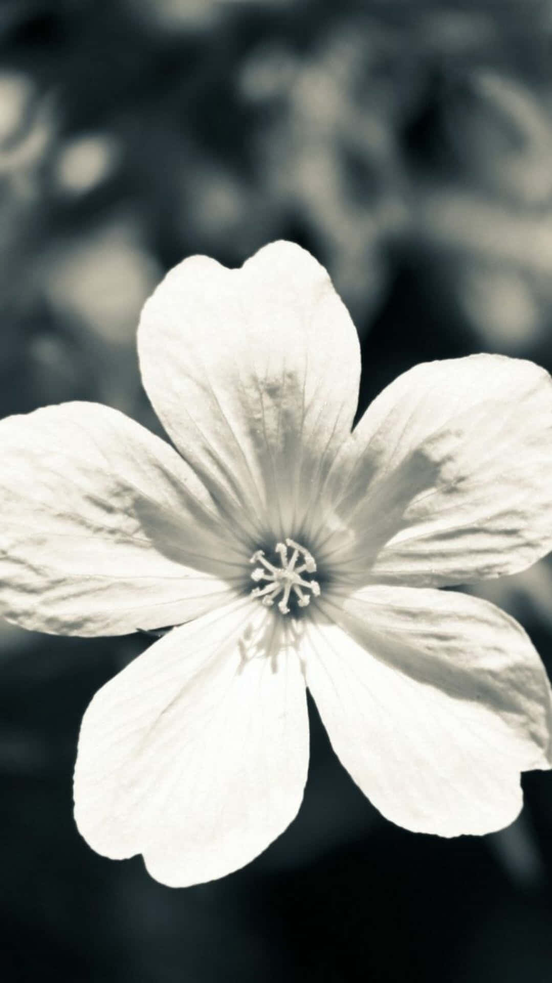 Umaflor Preta E Branca Requintada Em Plena Floração, Mostrando A Beleza Da Natureza. Papel de Parede