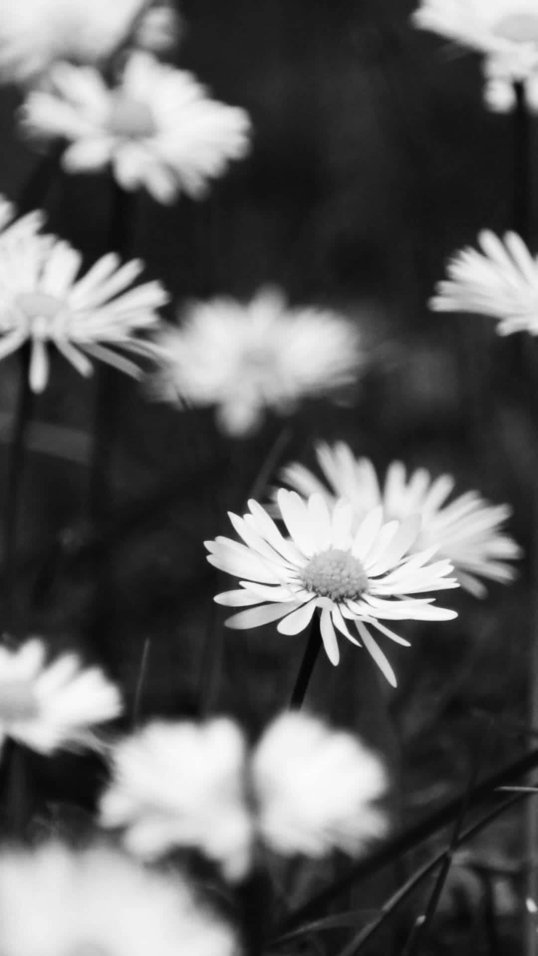 Black And White Daisy Garden Flower Iphone Wallpaper