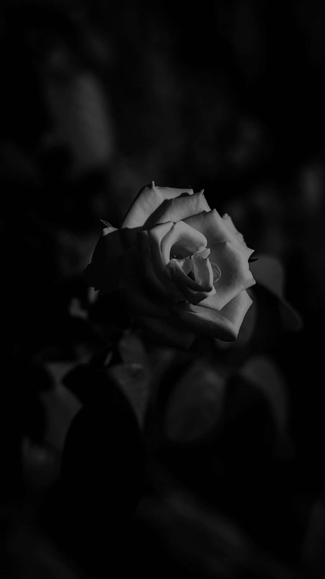 Black And White Dark Rose Flower Iphone Wallpaper