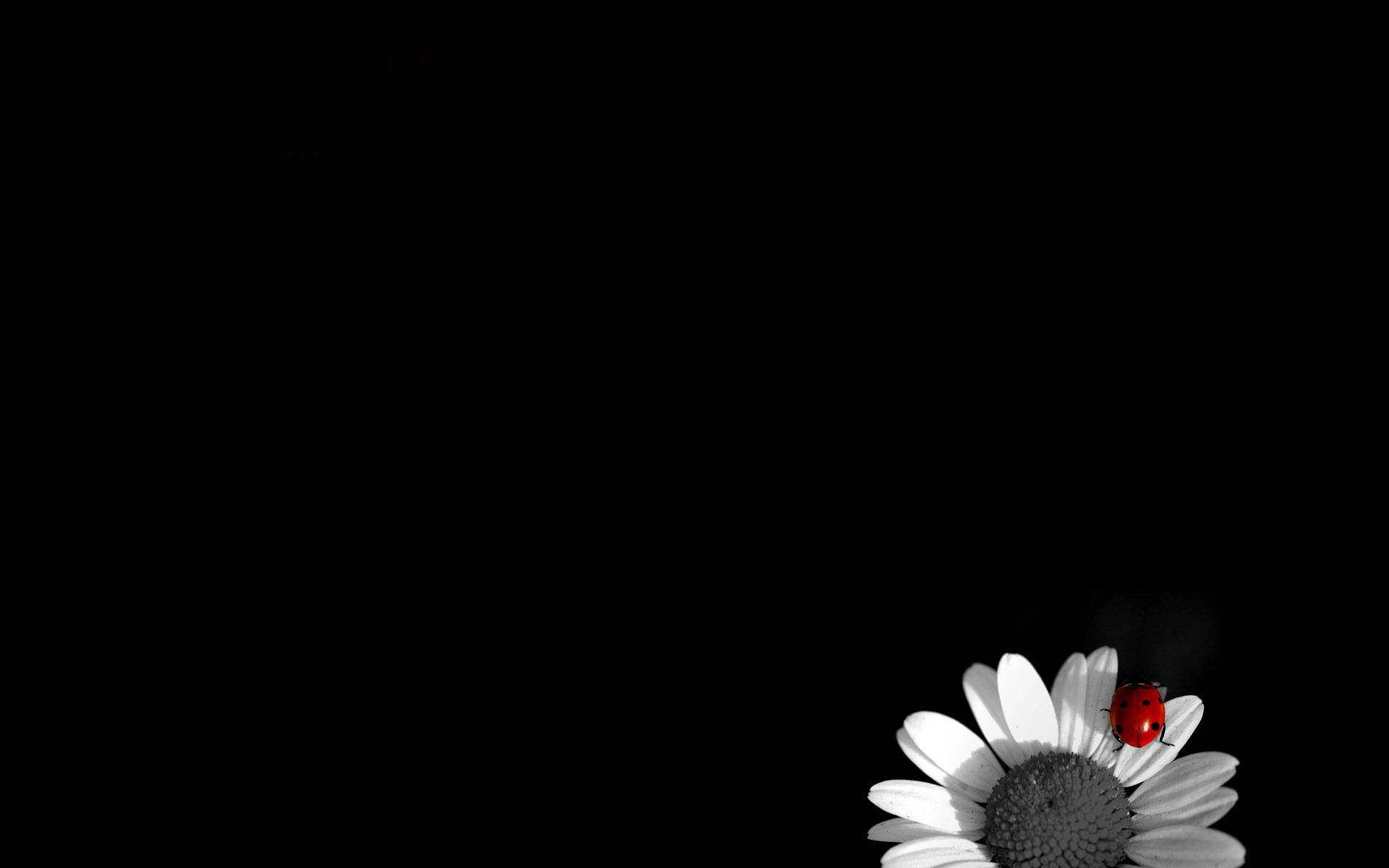 Black And White Flower Ladybug Background