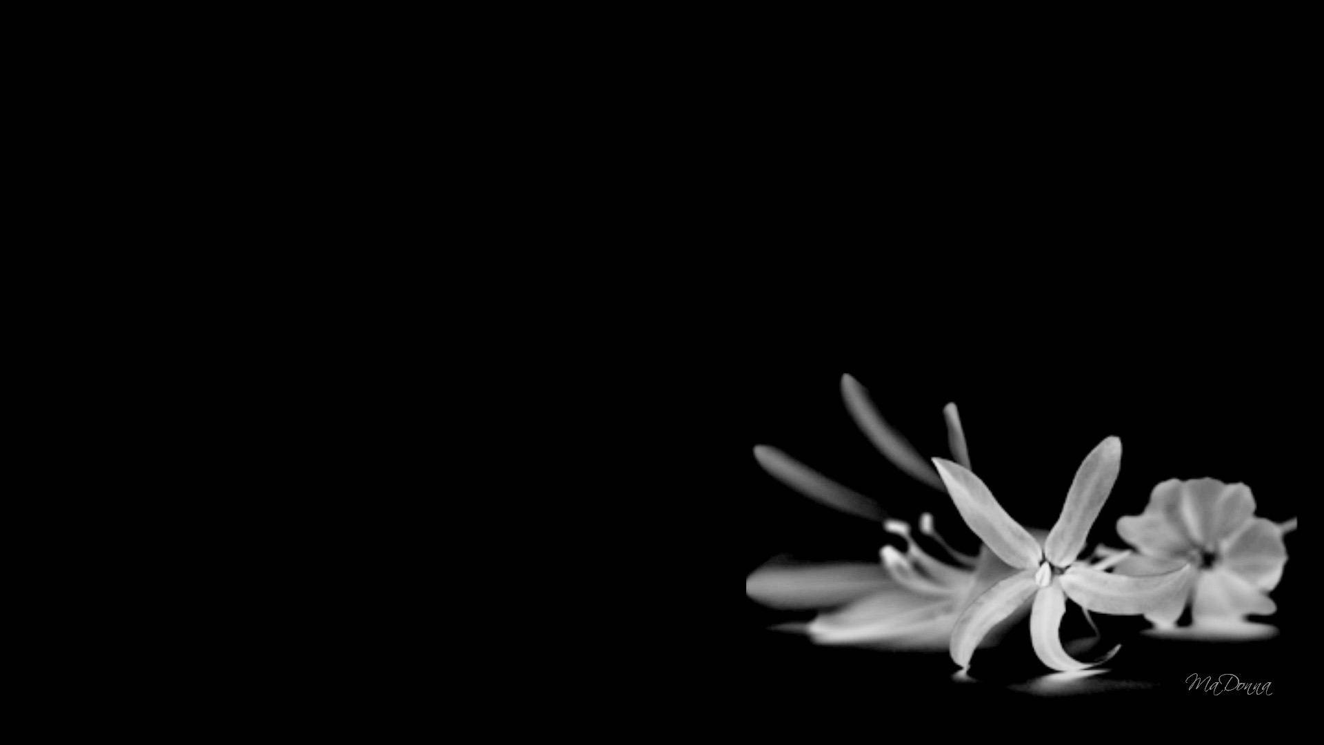 Black And White Flower On The Ground Wallpaper