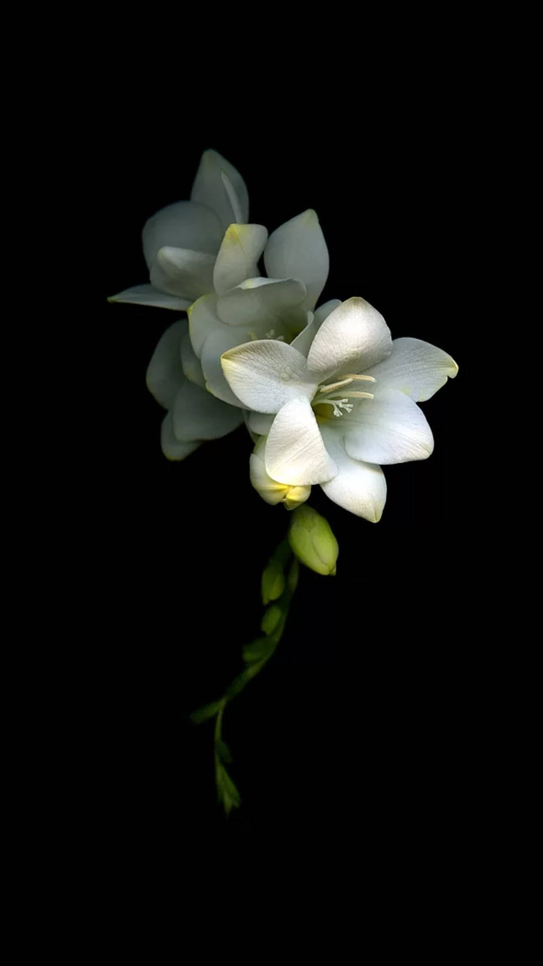 Fioreorchidea In Bianco E Nero Sfondo