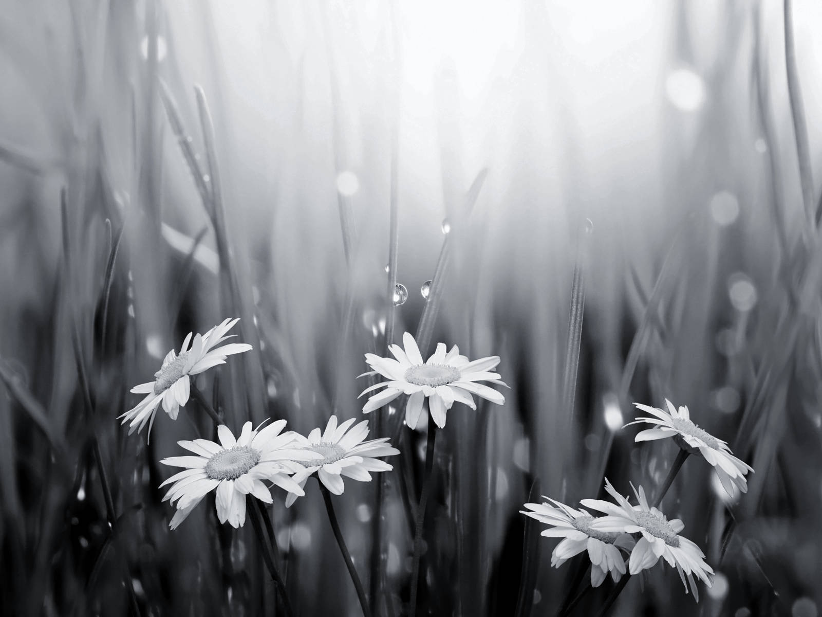 Black And White Flower Rain Wallpaper