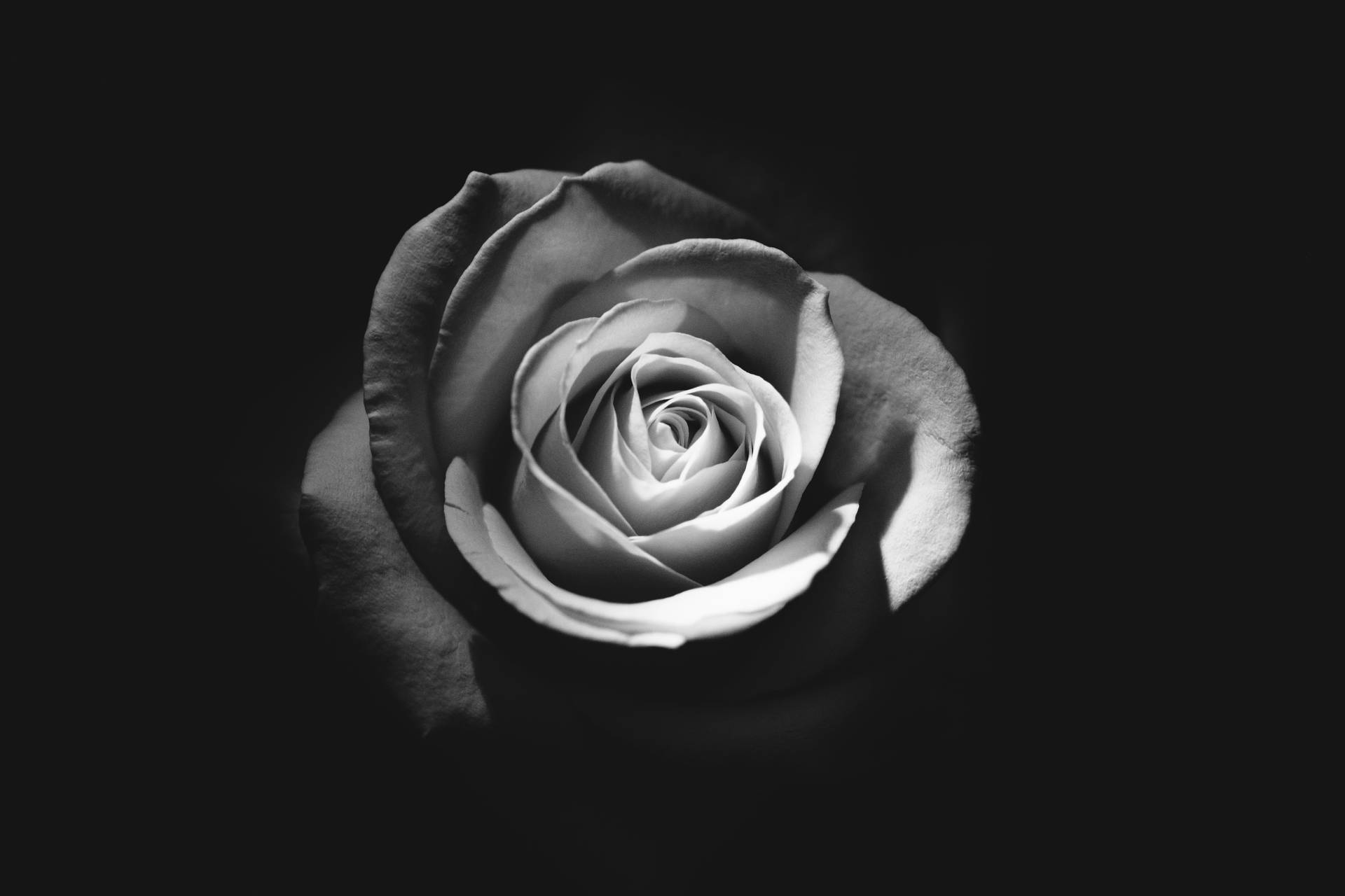 Floren Blanco Y Negro: Rosa Solitaria Fondo de pantalla