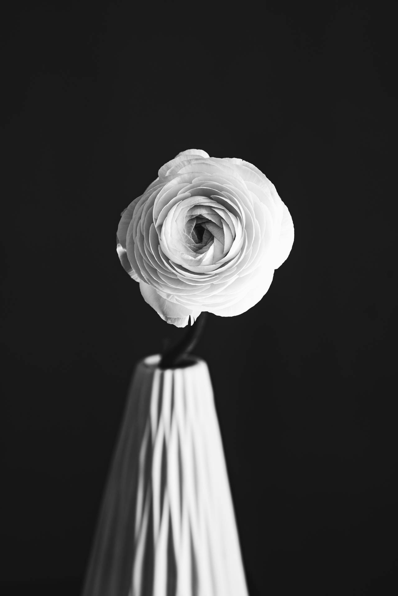 Sort og hvid blomst Enkel rose Vase Wallpaper