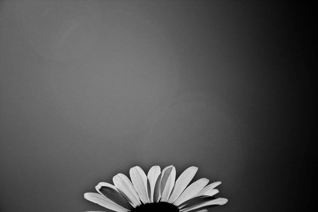 Black And White Flower Sunflower From Top Wallpaper