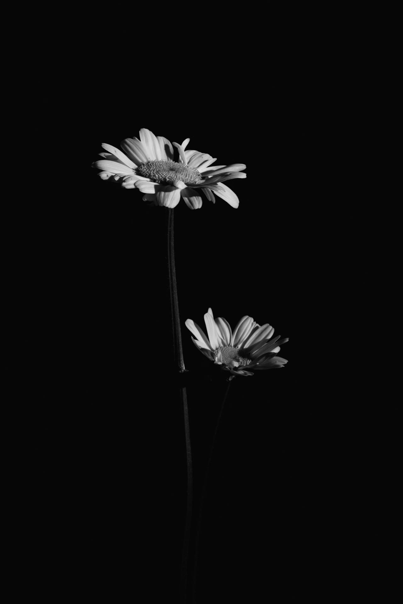 Black And White Flower Two Flowers Wallpaper