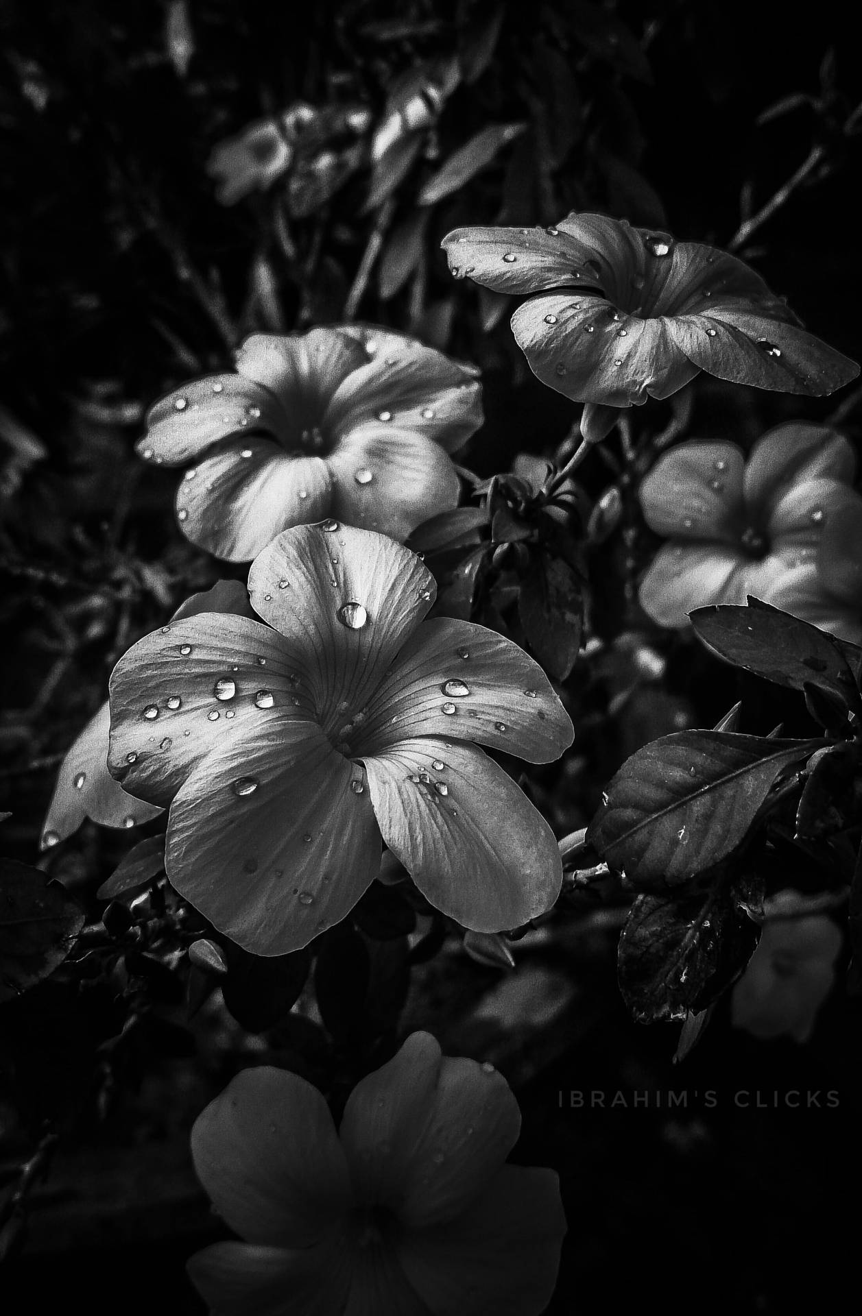 Black And White Flower With Dew Wallpaper